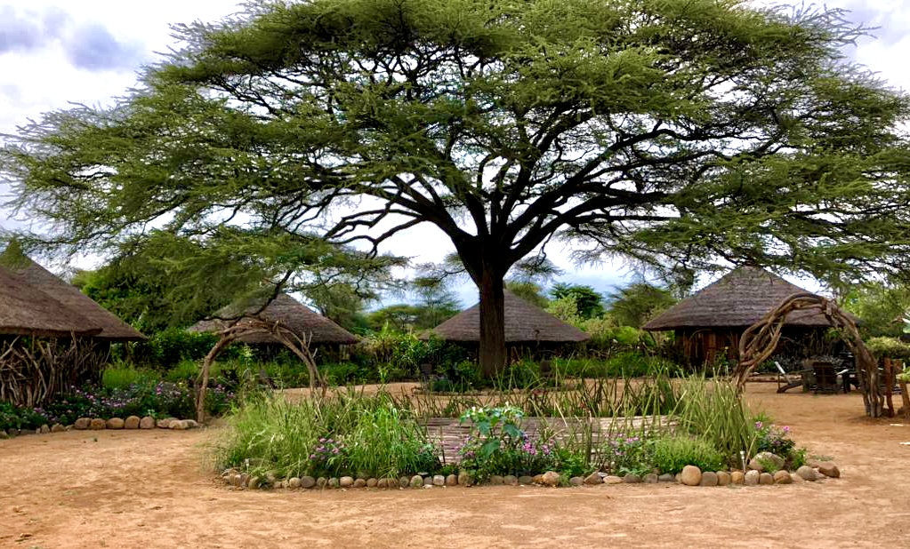 A tree with grass and flowers in front of it.